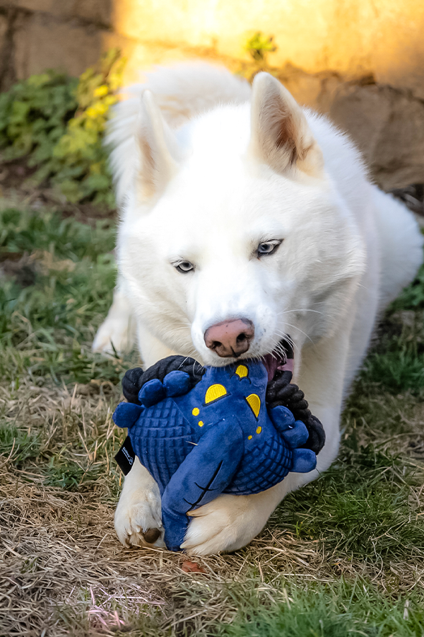 Image shows Mass Effect Pet Chew Toy being bit by a white dog. The product has an embedded squeaker inside the face.